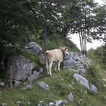 And Natasa Apartman Kobarid