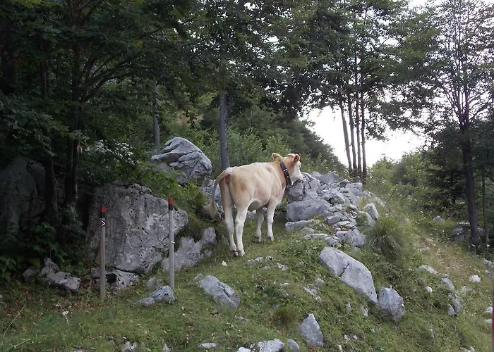 And Natasa דירה קובאריד